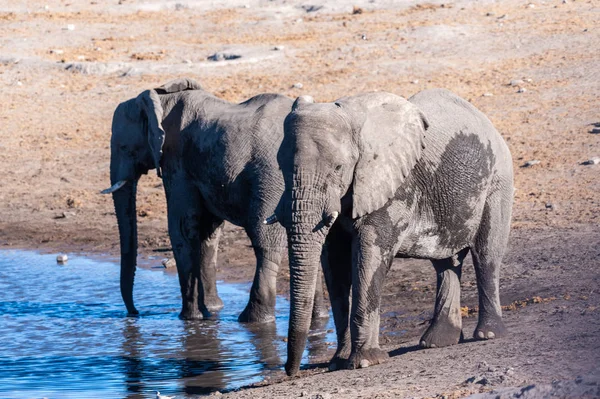 Twee mannelijke olifanten drinken uit een Waterhole. — Stockfoto