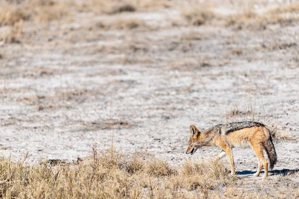 Jackal på jakt efter bytesdjur — Stockfoto