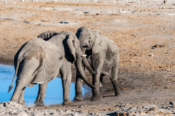 Zwei afrikanische Elefanten, die sich einen Kampf liefern. — Stockfoto