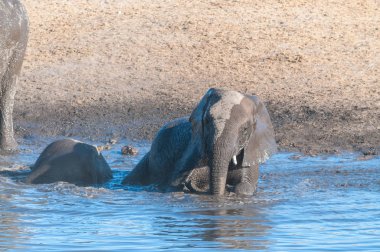 Bir su birikintisinde yıkanan genç bir Afrika Fili