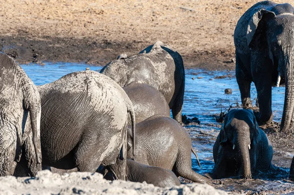 Nahaufnahme einer Herde afrikanischer Elefanten beim Baden und Trinken in einem Wasserloch — Stockfoto