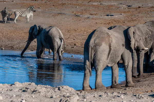Afričtí sloni pití na vodní díry — Stock fotografie