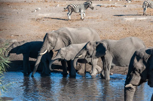 Primer plano de una manada de elefantes africanos bañándose y bebiendo en un pozo de agua —  Fotos de Stock