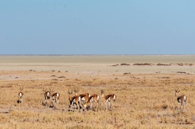 Impalas- Etosha Ulusal Parkı