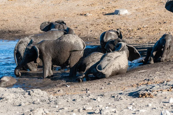 Close up of a Herd of African Elephants Bathing and Drinking in a Waterhole — Stock Photo, Image