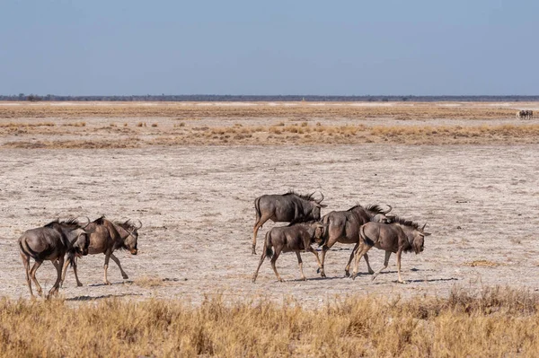 El ñus en las llanuras del Parque Nacional Etosha — Foto de Stock