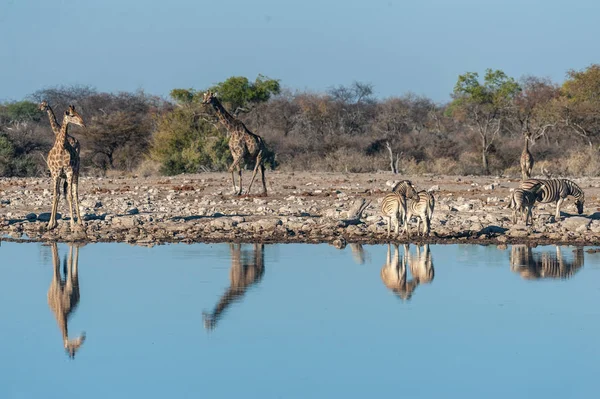 Girafas bebendo em um buraco na água — Fotografia de Stock