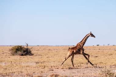 Namibya'da dörtnala koşan Zürafa