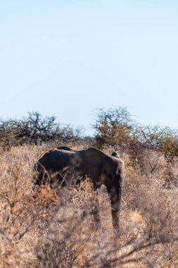 Etosha Milli Parkı'nın çalılıklarında gezinen bir Afrika Fili