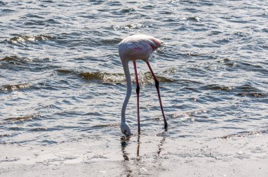 Walvis Körfezi'nde bir Flamengo Closeup