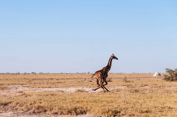 Jirafa Galopante en Namibia — Foto de Stock