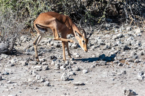 Impalas v národním parku Etosha — Stock fotografie