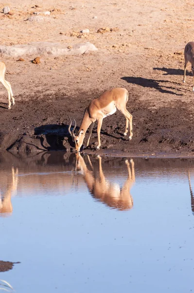 Impalas bebiendo de un pozo de agua —  Fotos de Stock