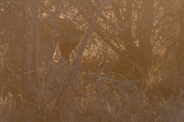 Hiena plamisty z ofiarą — Zdjęcie stockowe