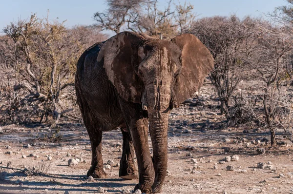 에토샤의 아프리카 코끼리 — 스톡 사진