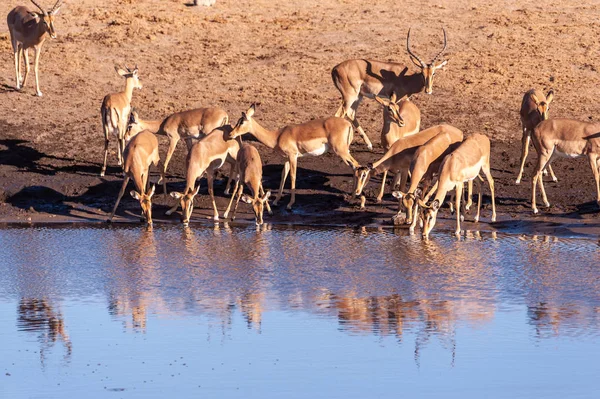 Impalas bir su birikintisi içme
