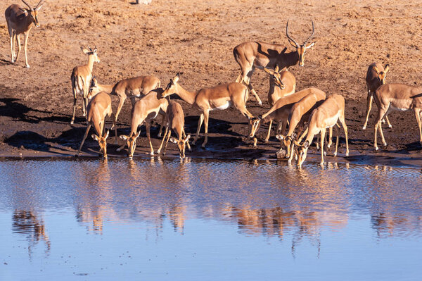 Импалы пьют из водопоя
