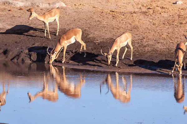 Impalas dricker från ett vattenhål — Stockfoto