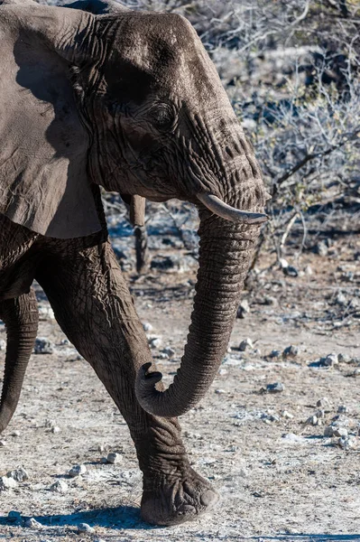 Nahaufnahme eines vorbeiziehenden afrikanischen Elefanten — Stockfoto