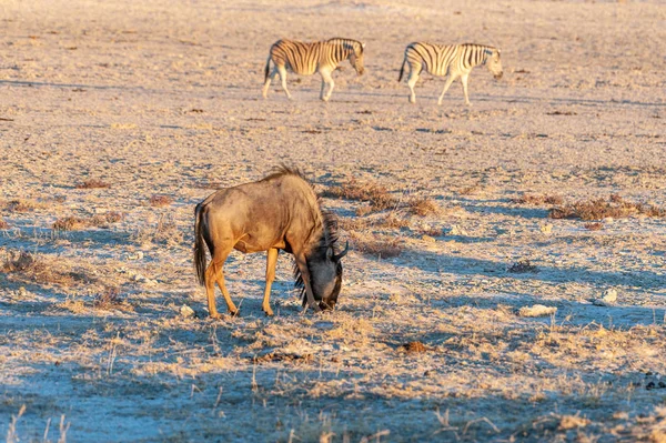 Wildebeest e Zebras no pôr do sol — Fotografia de Stock