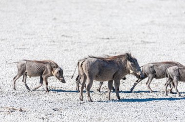 Etosha Milli Parkı Tuz Tavaüzerinde Warthogs