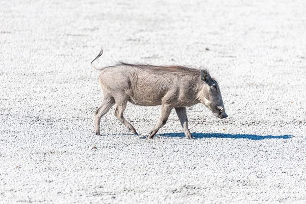 Varões nas Panelas de Sal do Parque Nacional de Etosha — Fotografia de Stock