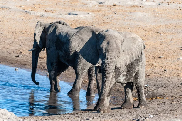 Dwa Male słonie picie z otworu wodnego. — Zdjęcie stockowe