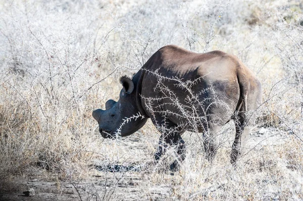 Чорний носоріг перегляду під деревом. — стокове фото