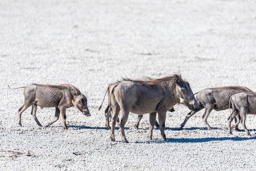 Warthogs on the Salt Pans of Etosha National Park