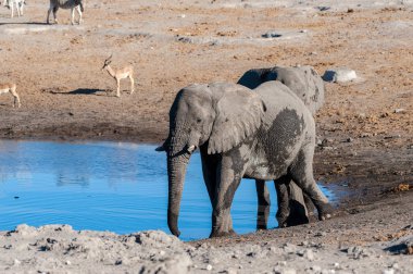 İki Erkek Fil Bir Su Deliğinden İçme.