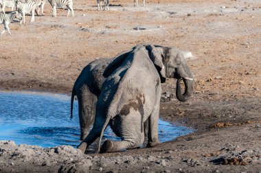 İki Erkek Fil Birbirleriyle Savaşıyor