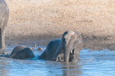 Bir su birikintisinde yıkanan genç bir Afrika Fili