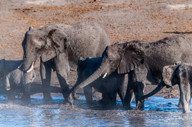 Afrika filleri bir su birikintisinin içme