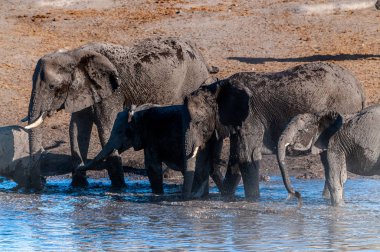 Afrika filleri bir su birikintisinin içme