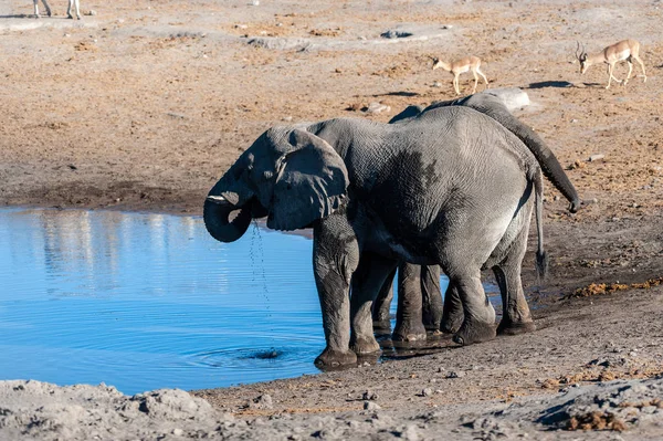 Dos elefantes machos bebiendo de un pozo de agua . — Foto de Stock