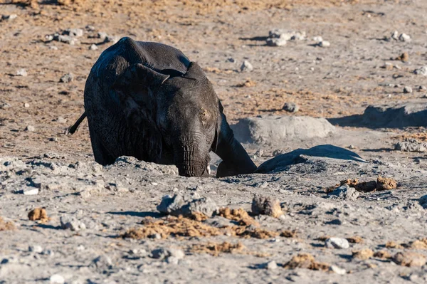 En afrikansk elefant rullande sig själv över i smutsen. — Stockfoto