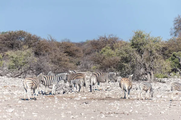 Etosha nemzeti park zebrák. — Stock Fotó