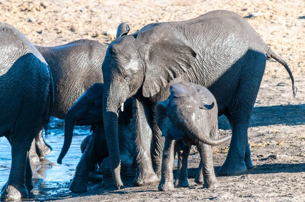 Primer plano de una manada de elefantes africanos bañándose y bebiendo en un pozo de agua — Foto de Stock