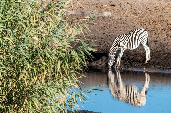 Zebra's in etosha nationaal park. — Stockfoto