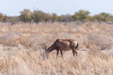 hartebeest içinde etosha milli parkı