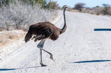 Etosha'da Devekuşu Yoldan Geçiyor
