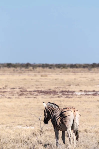 Etosha 국립 공원에 있는 얼룩말. — 스톡 사진