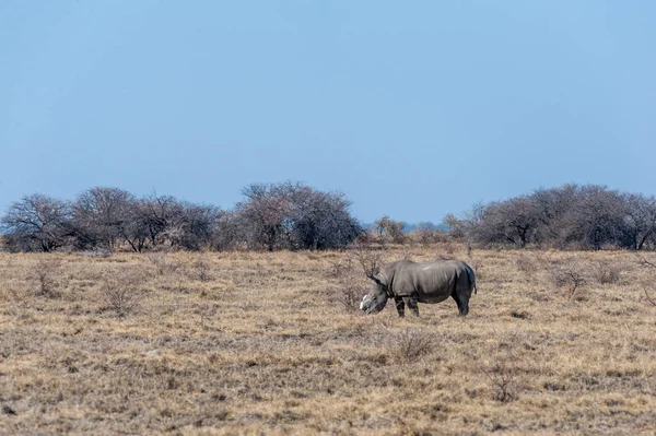 Un rinoceronte negro desbocado —  Fotos de Stock