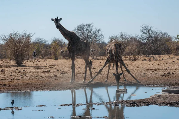 Due giraffe che bevono vicino a una pozza d'acqua — Foto Stock