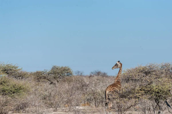 埃托沙国家公园平原上的长颈鹿 — 图库照片