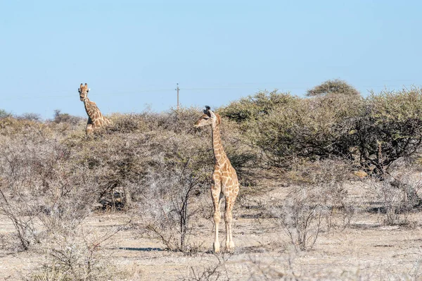 Żyrafa na równinach Parku Narodowego Etosha — Zdjęcie stockowe