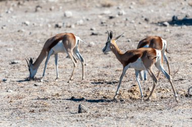Impalas- Etosha Ulusal Parkı