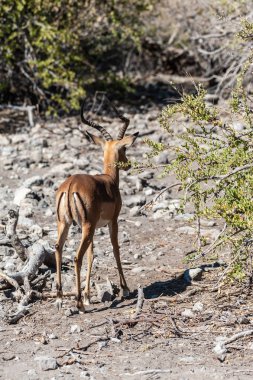 Impalas- Etosha Ulusal Parkı