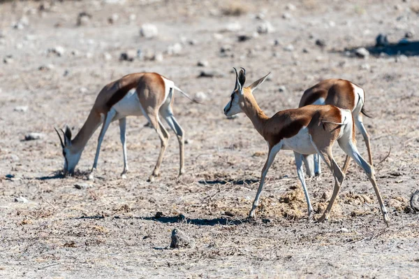 Impalas in Etosha National Park — Stock Photo, Image