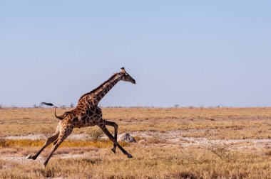 Namibya'da dörtnala koşan Zürafa